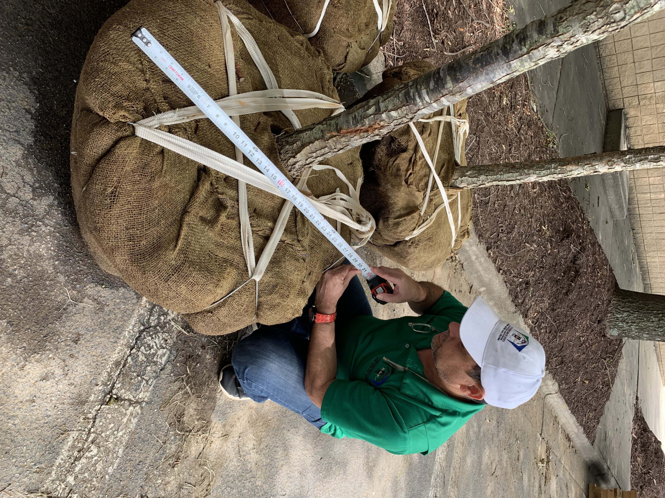 PROJECTSRFUSA. Image 2. Measurement of tree roots (PROJECTS RF USA - AGO2019)